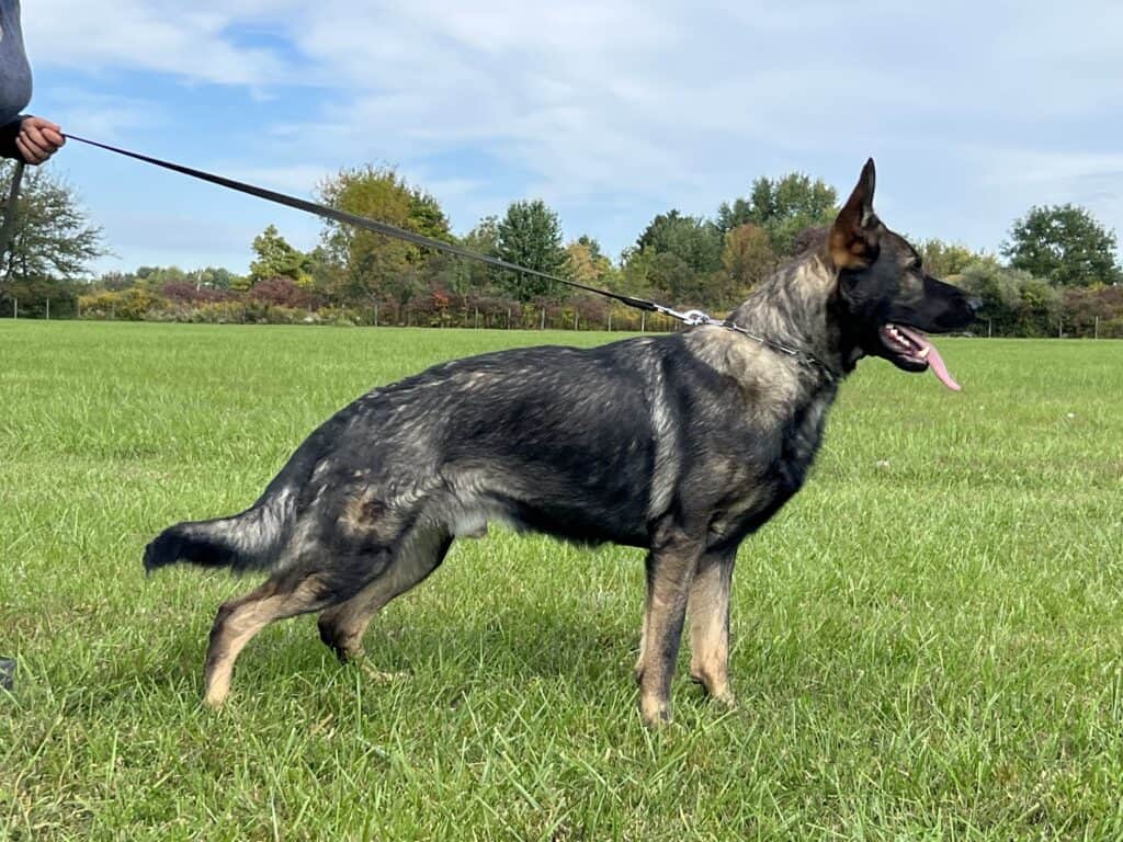 Executive Family and Personal Protection Dog- Northon