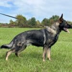 Personal Protection Dog- NORTHON