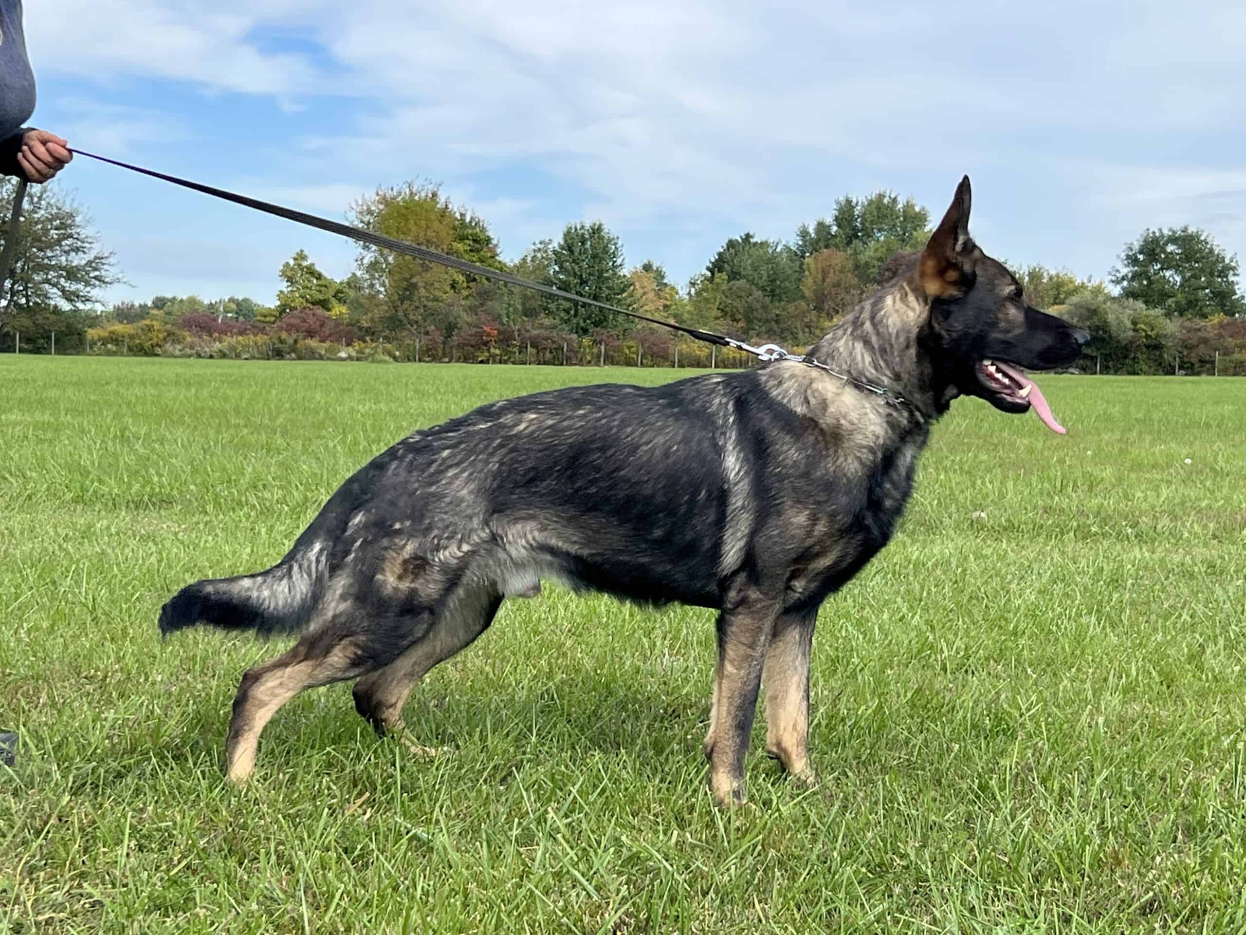 Personal Protection Dog Northon