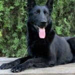 Family and Personal Protection Dog German Shepherd- BLACK MAMABA