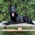 Family and Personal Protection Dog German Shepherd- BLACK MAMABA