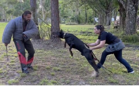 A sleek and agile European Doberman undergoes Personal Protection training in this compelling video. With focused determination, the dog performs various exercises, displaying its impressive strength, agility, and protective instincts. The Doberman's sleek black and tan coat and alert facial expression convey its intelligence and readiness to protect its handler.