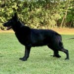 Family and Personal Protection Dog German Shepherd- BLACK MAMABA