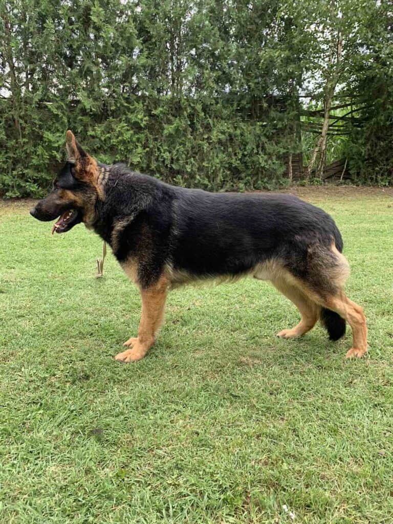 German Shepherd Protection Dog laying in the grass looking sharply in the camera