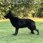 Family and Personal Protection Dog German Shepherd- BLACK MAMABA
