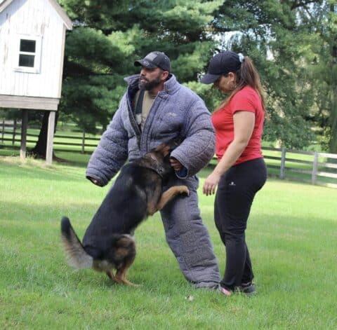 A strong German Shepherd is protection his handler