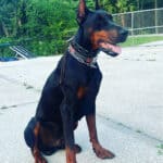 Family and Personal Protection dog Doberman-ROB