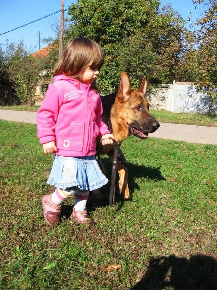 Child walking in the street with her personal protection dog