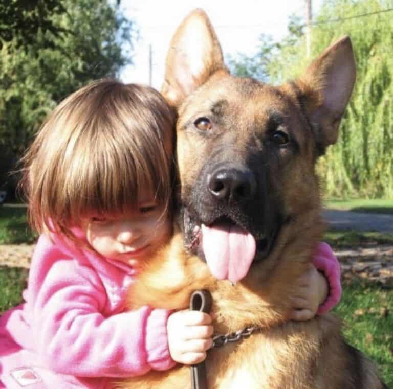 This photo album features a variety of Personal Protection Dogs with their new families. Personal Protection Dogs are specially trained to provide companionship, love, and protection to their families. They are often used by law enforcement and military personnel, but they can also be great companions for families with children.