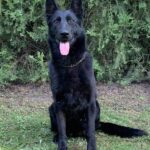 Family and Personal Protection Dog German Shepherd- BLACK MAMABA