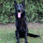 Family and Personal Protection Dog German Shepherd- BLACK MAMABA