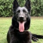 Family and Personal Protection Dog German Shepherd- BLACK MAMABA