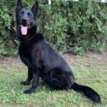 Family and Personal Protection Dog German Shepherd- BLACK MAMABA