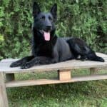 Family and Personal Protection Dog German Shepherd- BLACK MAMABA