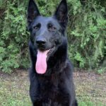 Family and Personal Protection Dog German Shepherd- BLACK MAMABA