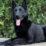 Family and Personal Protection Dog German Shepherd- BLACK MAMABA