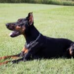 Family and Personal Protection dog Doberman-ROB