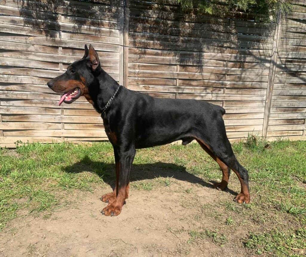 Personal Protection Dog Guard and Security Doberman Dog