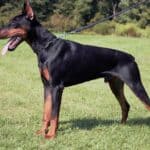 Family and Personal Protection dog Doberman-ROB