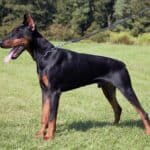 Family and Personal Protection dog Doberman-ROB