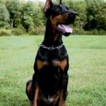 Family and Personal Protection dog Doberman-ROB