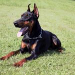 Family and Personal Protection dog Doberman-ROB