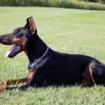 Family and Personal Protection dog Doberman-ROB