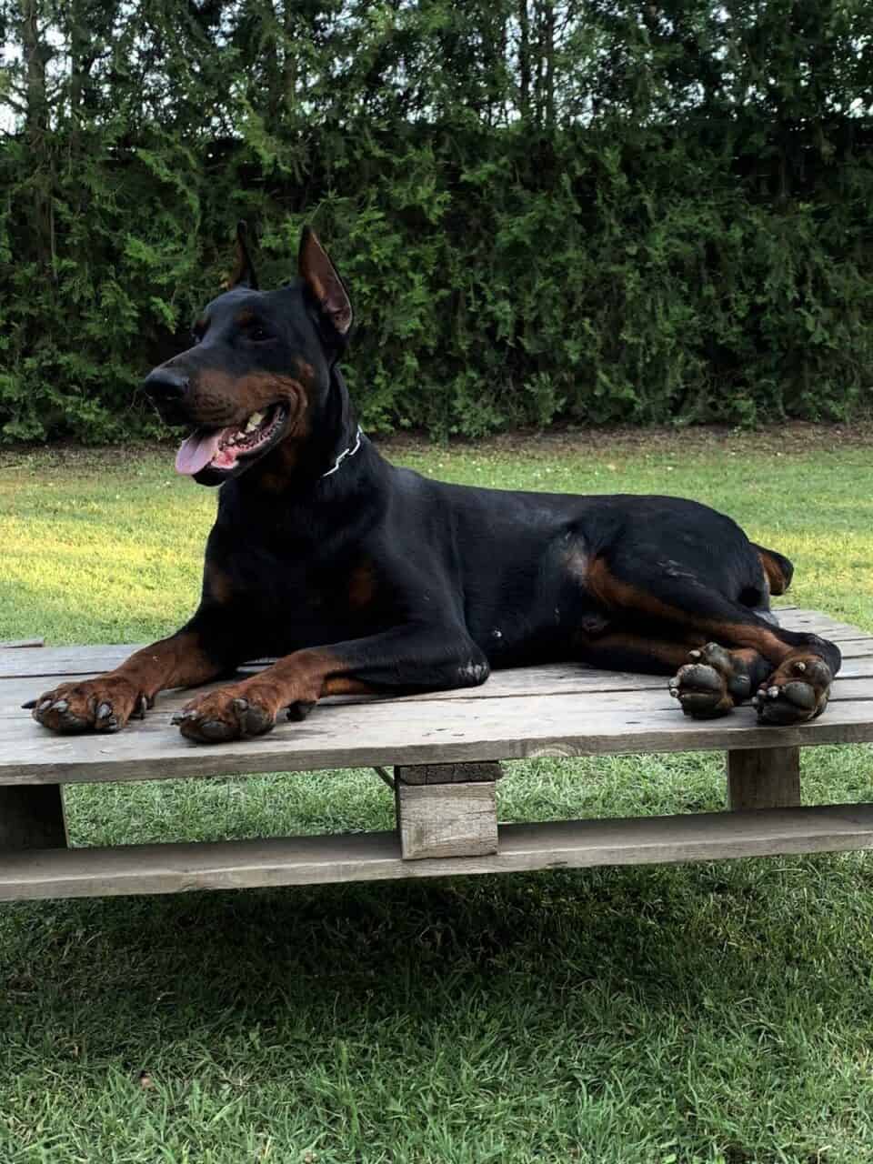 Executive Personal Protection Doberman OPTIMUS EliteProtectionDogs
