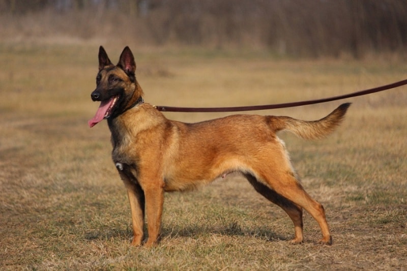 Molly, a remarkable female Belgian Malinois with the best European bloodline