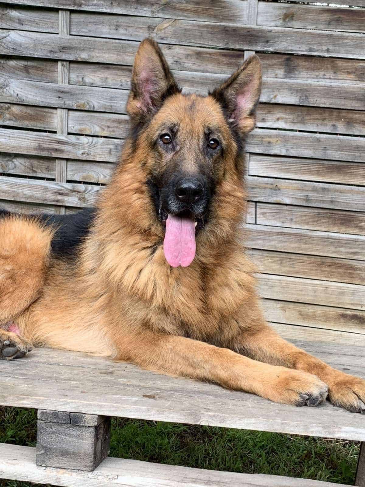 Personal Protection German Shepherd DogJACK EliteProtectionDogs