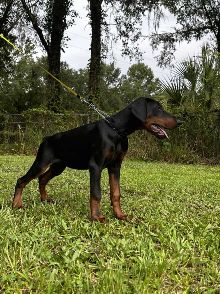 European Doberman Puppy ORTIZ