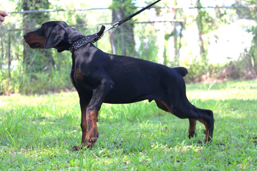 European Doberman puppy ready for his forever new home.