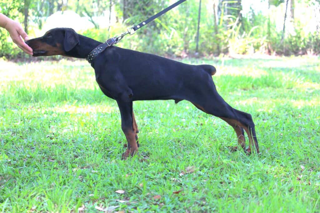 European Doberman Puppy from The Best Bloodlines You can Find
