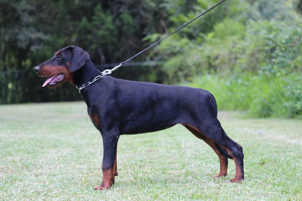 European Doberman Puppy sitting in the green field