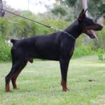 Family and Personal Protection dog Doberman-APOLLO