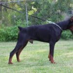Family and Personal Protection dog Doberman-APOLLO