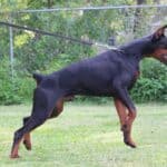 Family and Personal Protection dog Doberman-APOLLO