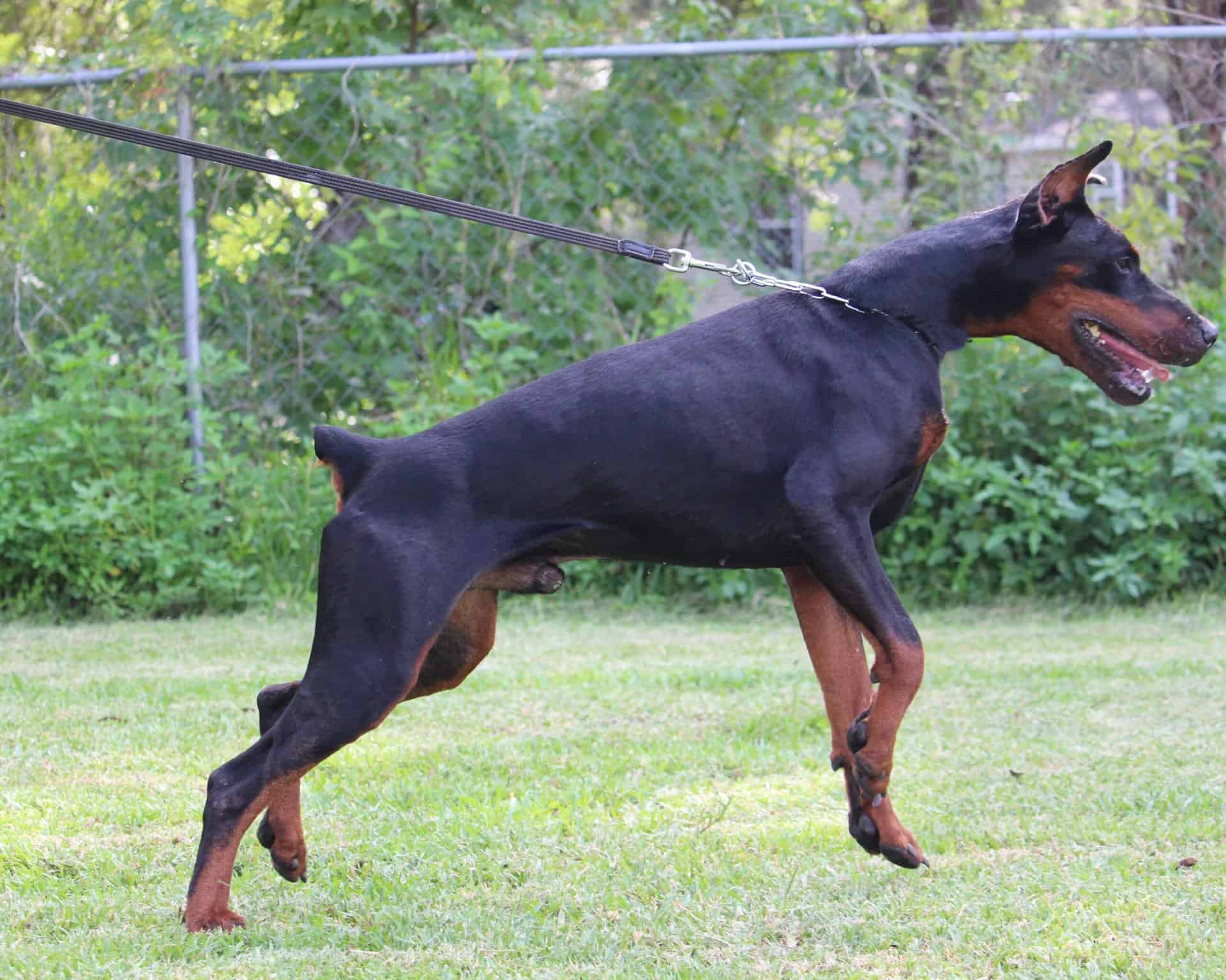 Guard Dog and Protection Dog Doberman APOLLO EliteProtectionDogs