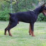Family and Personal Protection dog Doberman-APOLLO