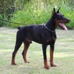 Family and Personal Protection dog Doberman-APOLLO