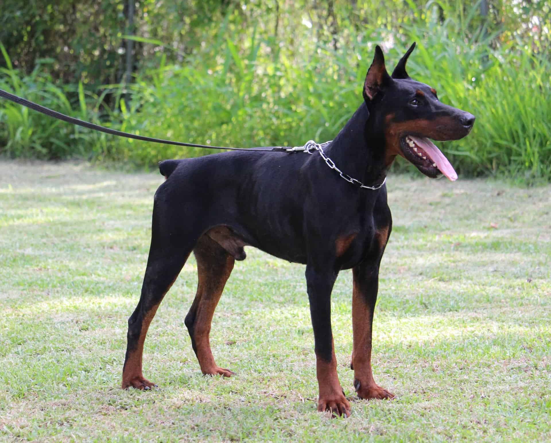 Guard Dog and Protection Dog Doberman APOLLO EliteProtectionDogs
