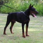 Family and Personal Protection dog Doberman-APOLLO