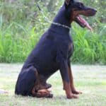 Family and Personal Protection dog Doberman-APOLLO