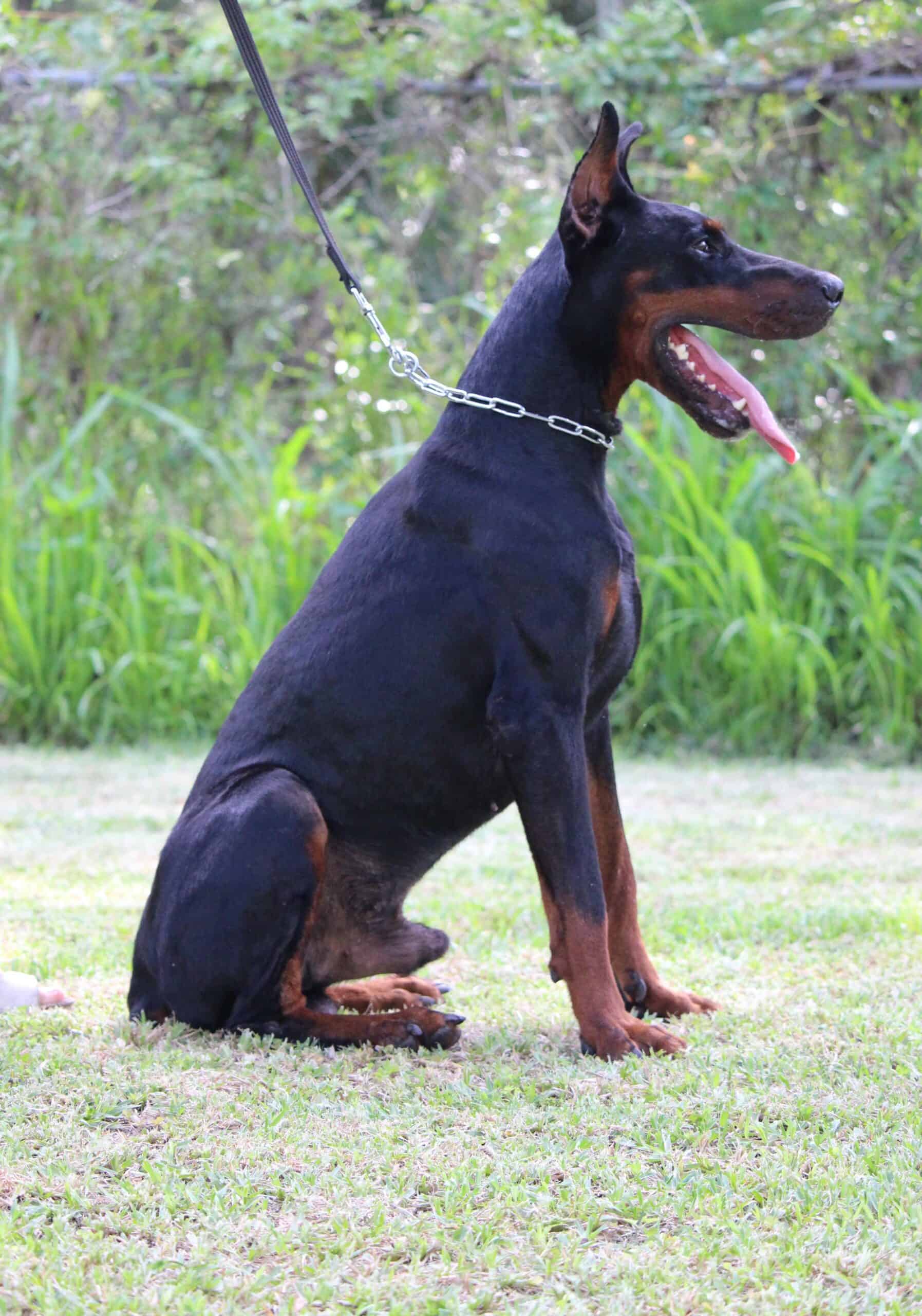 Guard Dog and Protection Dog Doberman APOLLO EliteProtectionDogs