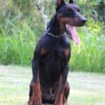 Family and Personal Protection dog Doberman-APOLLO