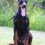 Family and Personal Protection dog Doberman-APOLLO