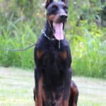 Family and Personal Protection dog Doberman-APOLLO
