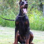 Family and Personal Protection dog Doberman-APOLLO