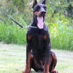 Family and Personal Protection dog Doberman-APOLLO