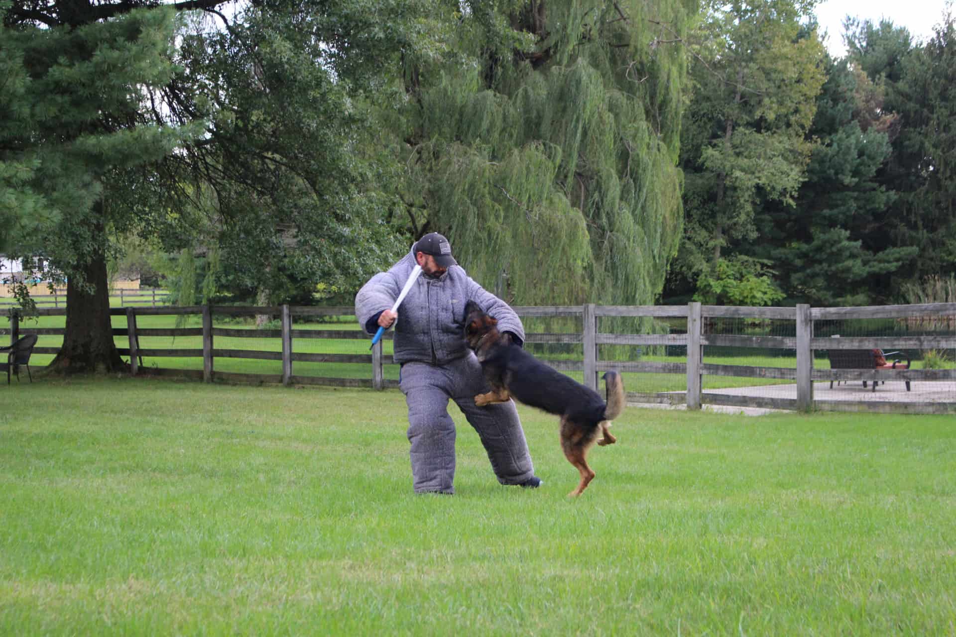 Man training a personal protection dog